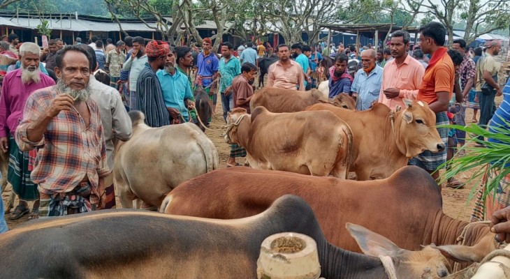 দিনাজপুরের ঘোড়াঘাটে কোরবানির পশু বিক্রি নিয়ে সতর্ক অবস্থানে প্রাণিসম্পদ দপ্তর